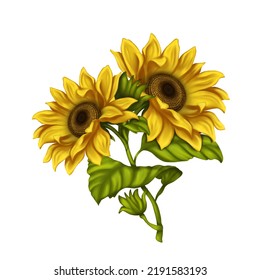 Clipart Sunflowers On White Background Illustration Stock Illustration ...