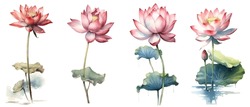 Clipping Path, Watercolor Painting In Botanical Style Of Pink Lotus Flowers Clip Art On White Background.