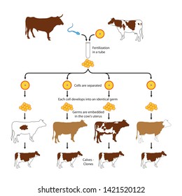 Clone of cow germ. Illustration for animal cloning process.