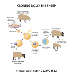 Cloning Dolly the sheep illustration