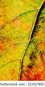 Close Up Of An Autumn Colored Leaf Impression