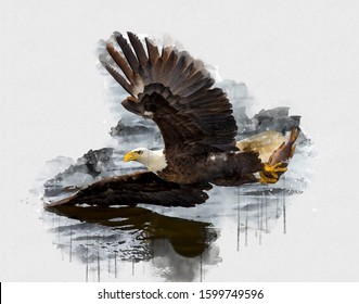 Close Up Of Exotic Bald Eagle Bird Over Water. Beautiful Digital Watercolour Painting Of Bird. Isolated Painting Of Exotic Birds. Endangered Animal Abstract Paintings Wallpaper. Acrylic Painting