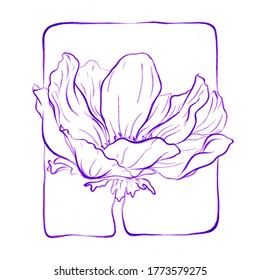
Close up illustration of anemone, hand drawn flowers on a white background.
