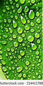 Close Up Of Rain Drops On A Green Orange Leaf Impression