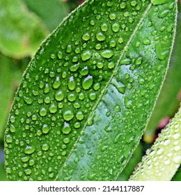 Close Up Of Rain Drops On A Green Orange Leaf Impression