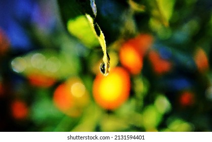 Close Up Of A Raindrop On A Kumquat Leaf Impression