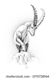 Close view on a young Capra Ibex on a white background. Black and white graphic  realistic portrait.