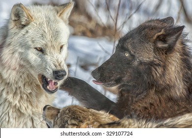 Close up of wolf pack behavior,photo art