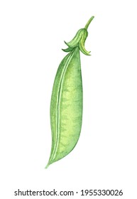  Closed Pea Pod Isolated On White Background. Hand Drawn Watercolor Green Plant Illustration