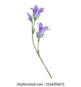 Close-up of blue spreading bellflower flowers (Campanula patula, little bell,  bluebell, rapunzel, harebell). Watercolor hand painting illustration on isolate white background.