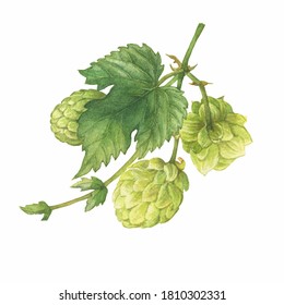 Closeup of a branch of the fresh green hop (Humulus lupulus) for use by the brewing industry. Watercolor hand drawn painting illustration isolated on white background.
