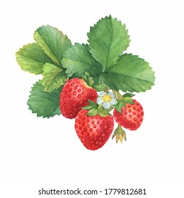 Closeup Branch Red Strawberry Fruits Known Stock Illustration ...