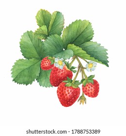 3,957 Watercolour strawberries Images, Stock Photos & Vectors ...