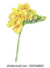 Close-up of fresh branch yellow freesia Serrada flower with bud. Hand drawn watercolor painting illustration isolated on white background.