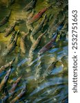 A close-up illustration of Chinook Salmon in Tumwater, Washington.