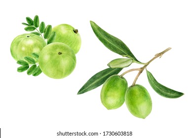 Closeup indian gooseberry fruits amla with leaf and olive set watercolor illustration isolated on white background