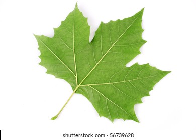 20,179 Plane tree leaf Images, Stock Photos & Vectors | Shutterstock