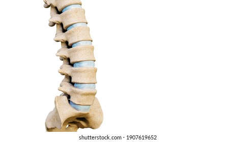 Close-up Of Lumbar Vertebrae And Intervertebral Disks Of A Human Spinal Column Or Backbone Isolated On A White Background With Copy Space. Medical And Anatomy 3D Rendering Illustration.