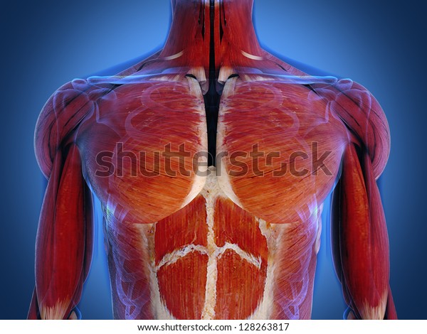 Closeup On Muscles Torso Stock Illustration 128263817