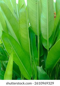 A close-up photo of a helliconia leaf structure from backside 