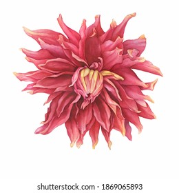 A closeup of pink dahlia flower (Georgina,  Semi cactus dahlia). Watercolor hand drawn painting illustration isolated on white background.
