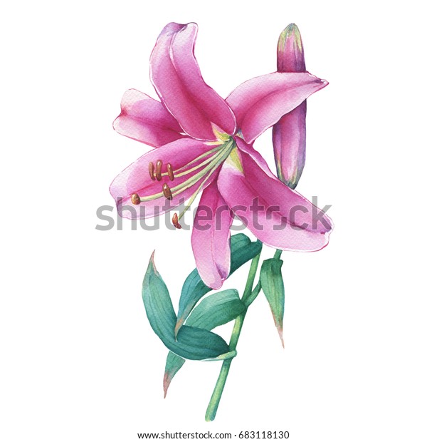 Closeup Pink Lily Flower Watercolor Hand Stock Illustration 683118130 ...