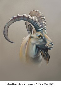 Close-up portrait of a male siberian ibex with huge curved horns. Graphic illustration on a  grey background.