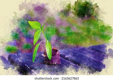 Closeup Of Small Sapling Of Paprika In Watercolor Style