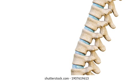 Close-up Of Vertebrae And Intervertebral Disks Of A Human Spinal Column Or Backbone Isolated On A White Background With Copy Space.. Medical And Anatomy 3D Rendering Illustration.