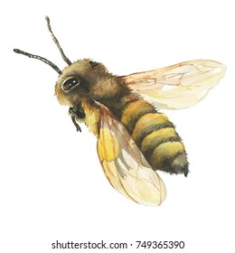 Closeup Of A Western Honey Bee (Apis Mellifera) Wild Insect. Watercolor Hand  Painting Illustration, Isolated On White Background.