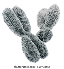 close-up of XY-chromosomes on white background. 3D illustration.