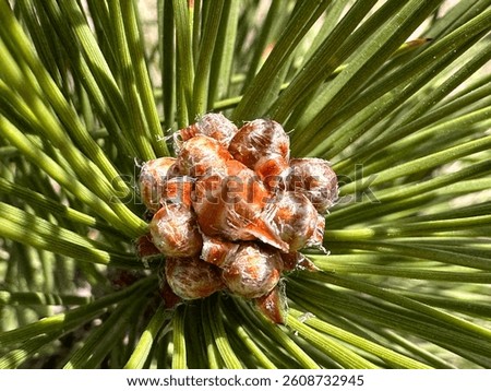 Close-up of young, brown and reddish pine cones clustered amidst vibrant green needles. This detailed shot captures the early growth stage of a pine tree's reproductive structures. Nature,detail,growt