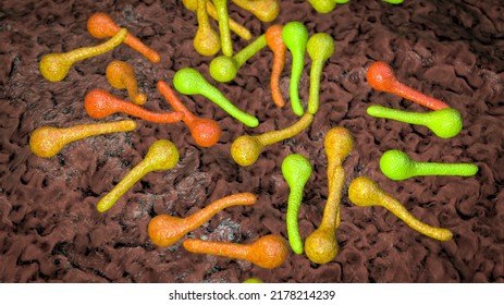 Clostridium Tetani Bacteria, The Causative Agent Of Tetanus Disease, 3D Illustration