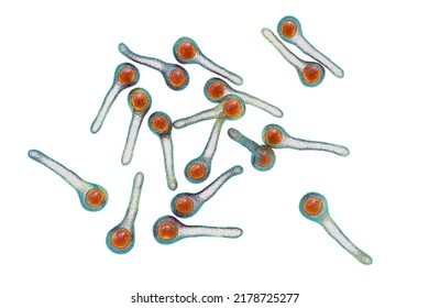 Clostridium Tetani Bacteria, The Causative Agent Of Tetanus, 3D Illustration