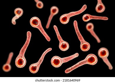 Clostridium Tetani Bacteria, The Causative Agent Of Tetanus Disease, 3D Illustration