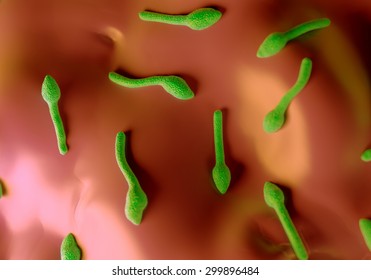 Clostridium Tetani Bacterium