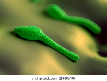 Clostridium Tetani Bacterium