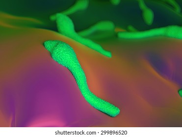 Clostridium Tetani Bacterium