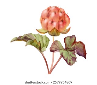 Cloudberry raspberry with green leaves on stem, hand drawn in watercolor, red ripe Scandinavian forest berry. Isolated botanical illustration for dessert cafe menu, restaurant, wedding, farmers market