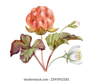 Cloudberry raspberry with white flowers, hand drawn in watercolor, ripe Scandinavian forest berry on stems. Boutonniere isolated botanical illustration. Restaurant, farmers market, dessert cafe menu