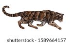 clouded leopard isolated on white background. Drawn illustration on a white background.