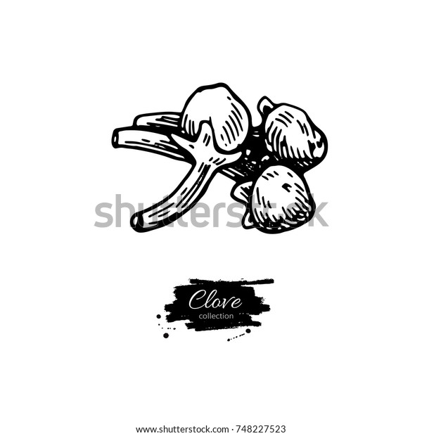 Clove Drawing Hand Drawn Sketch Seasonal Stock Illustration 748227523 ...