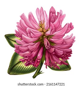 Clover Flower, Hyperrealism, Graphics Tablet Illustration