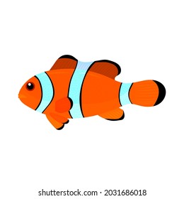 Clown Fish Drawing On White Background