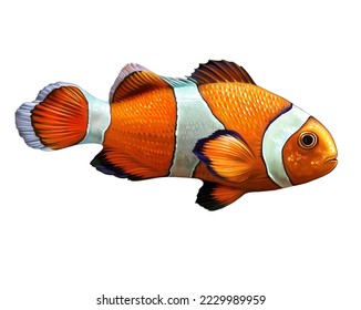 Clownfish  Amphiprion  marine ray  finned fish the pomacentridae family  realistic drawing  illustration for animal encyclopedia  isolated image white background