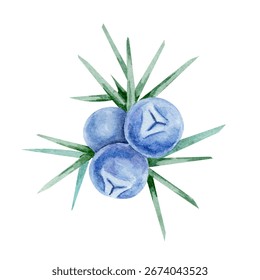 Cluster of blue juniper berries with sharp green needles in watercolor clipart, hand drawn botanical element ideal for food packaging, fabric patterns, digital scrapbooking, stationery and labels.