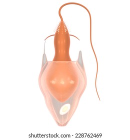 Cnidocyte