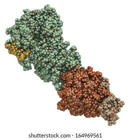 Coagulation Factor IXa (FIXa), Crystal Structure. Hereditary Deficiency Causes Hemophilia B (Christmas Disease). Atoms Shown As Spheres. Coloring Per Chain.