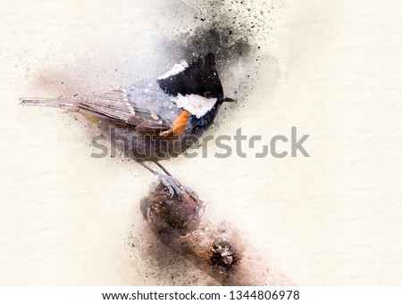 Coal Tit, Bird in Kedarnath Wildlife Sanctuary