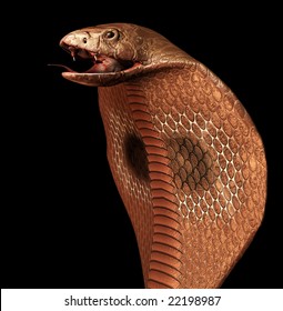 Cobra
